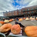 pumpkins at Harvest Festival